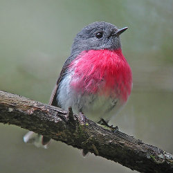 Pink breasted Robin